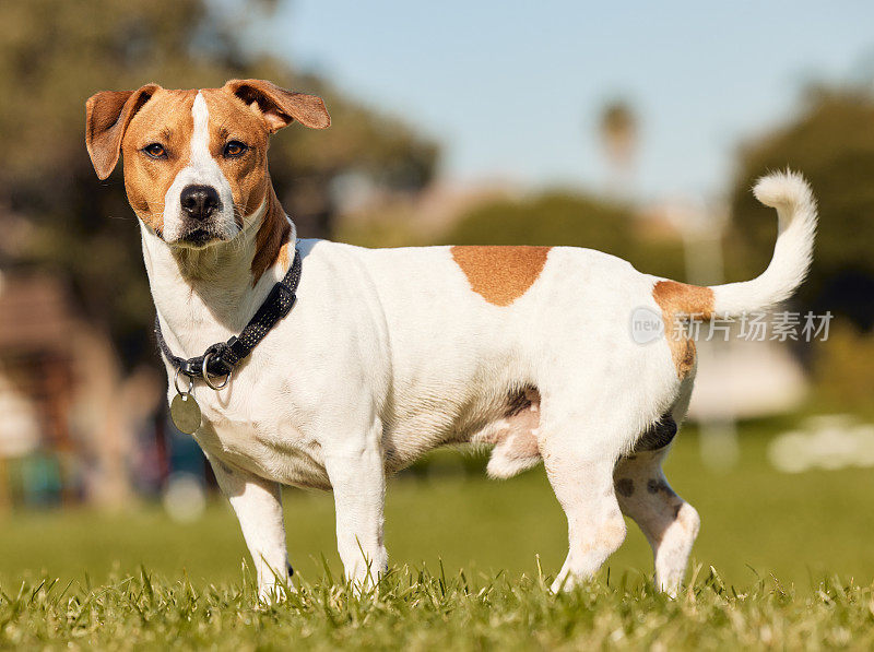 Full length shot of an adorable young Jack Russell standing outside on a field